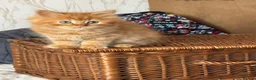 Mixed Breed cats for sale: Beautiful kittens available - Advert 1