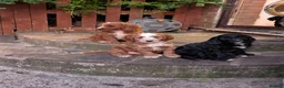 Cockapoo dogs for sale: Beautiful Cockapoo Puppies - Advert 2