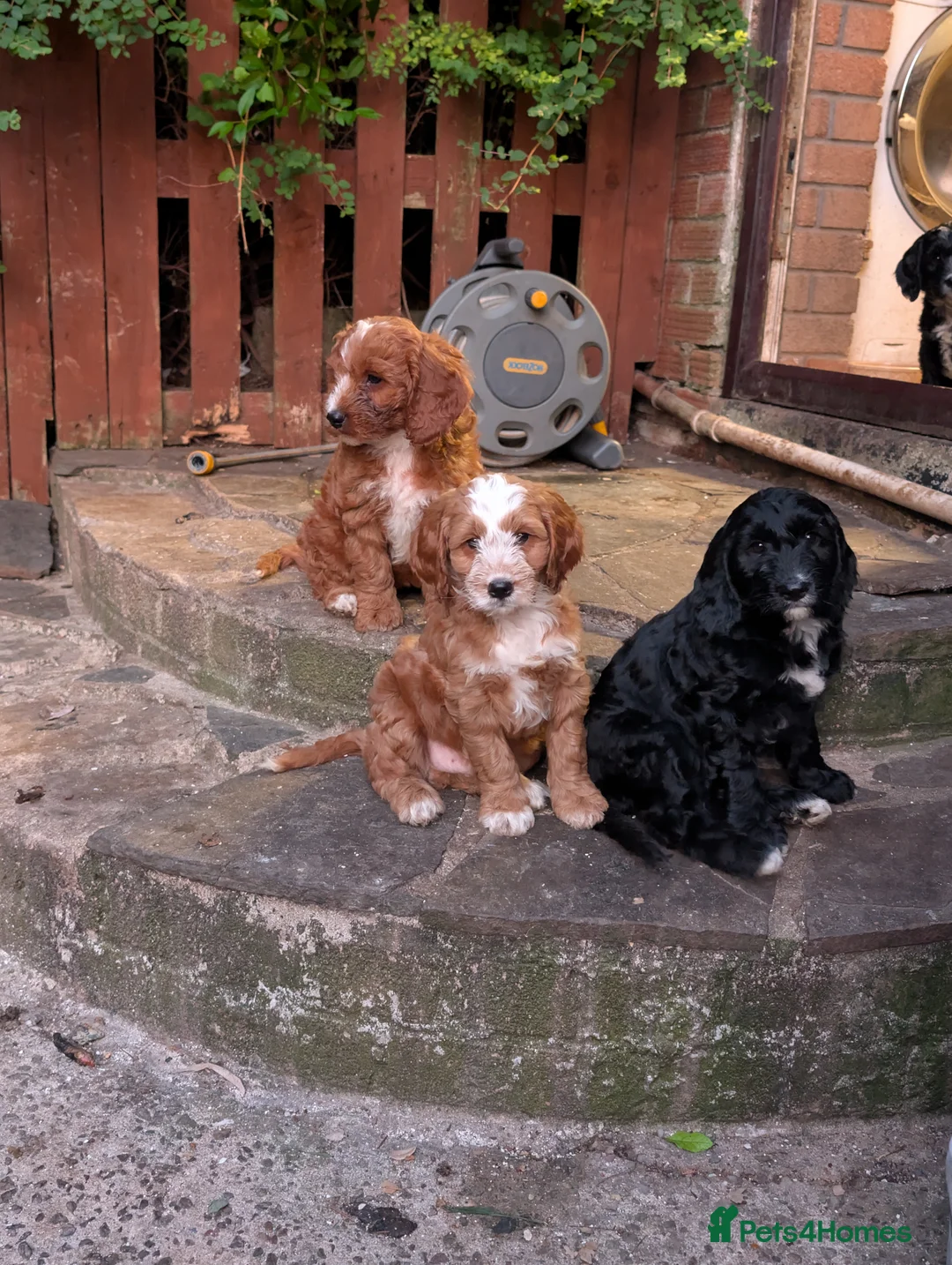 Cockapoo dogs for sale: Beautiful Cockapoo Puppies - Advert 2