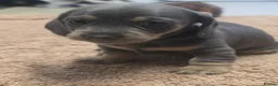 Miniature Dachshund dogs for sale: Adorable KC registered miniature dachshund puppies in Leeds - Advert 19