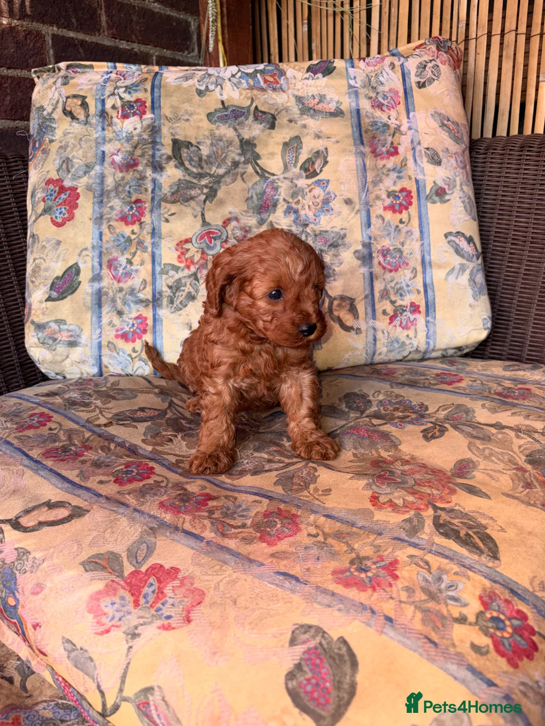 Cavapoo dogs for sale: Cavapoos for sale - Advert 1