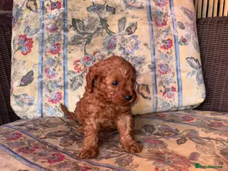 Cavapoo dogs Cavapoos for sale - Advert 1
