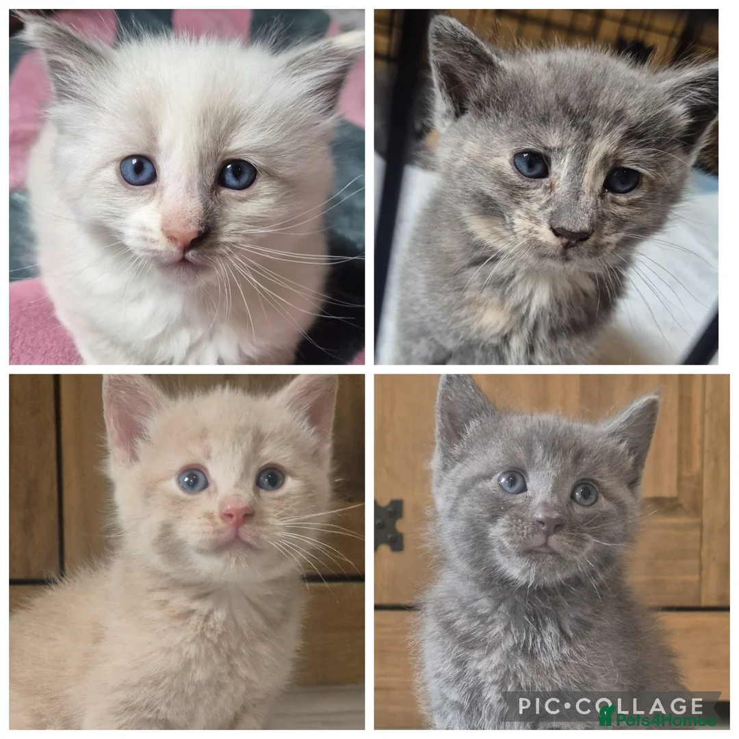 Mixed Breed cats for sale: 4 Beautiful Kittens  - Advert 1