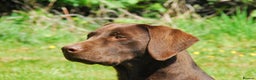 Labrador Retriever dogs for stud: Working Chocolate Labrador available for stud in Winchester - Advert 2