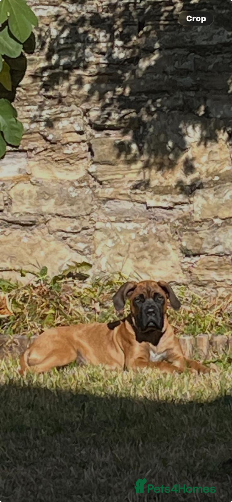Mixed Breed dogs Boerboel x cane corso male  - Advert 1