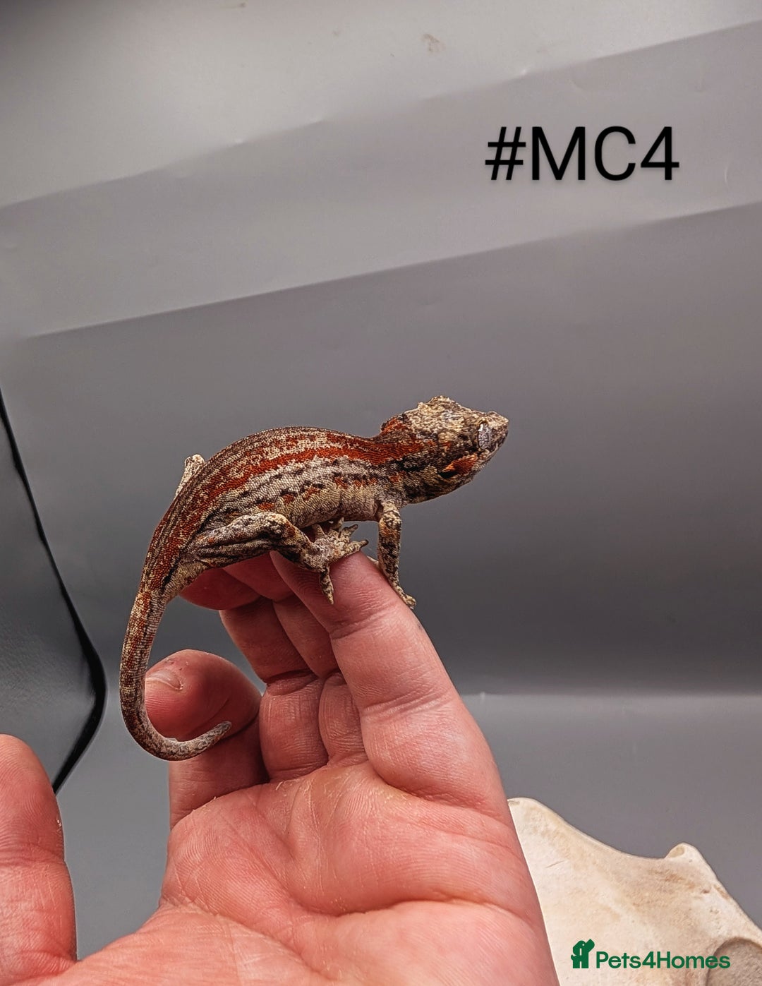 Gecko reptiles for sale: Red & Orange Stripe Gargoyle Gecko CB24  - Image 1