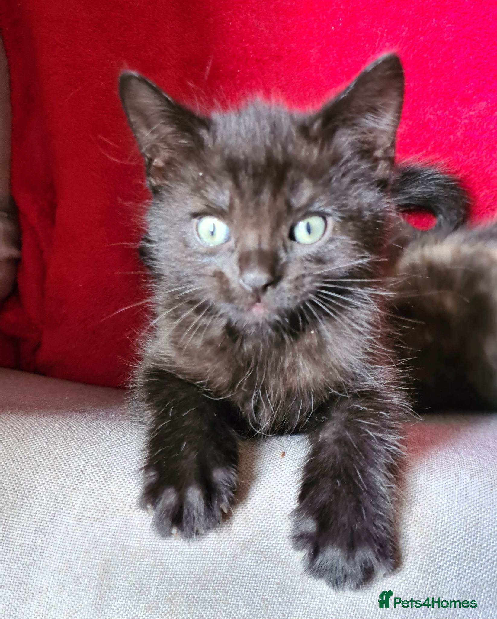 Mixed Breed cats Maine coon x Bengal  - Advert 1