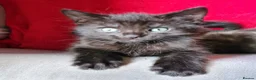 Mixed Breed cats for sale: Maine coon x Bengal  in Maybole - Advert 1