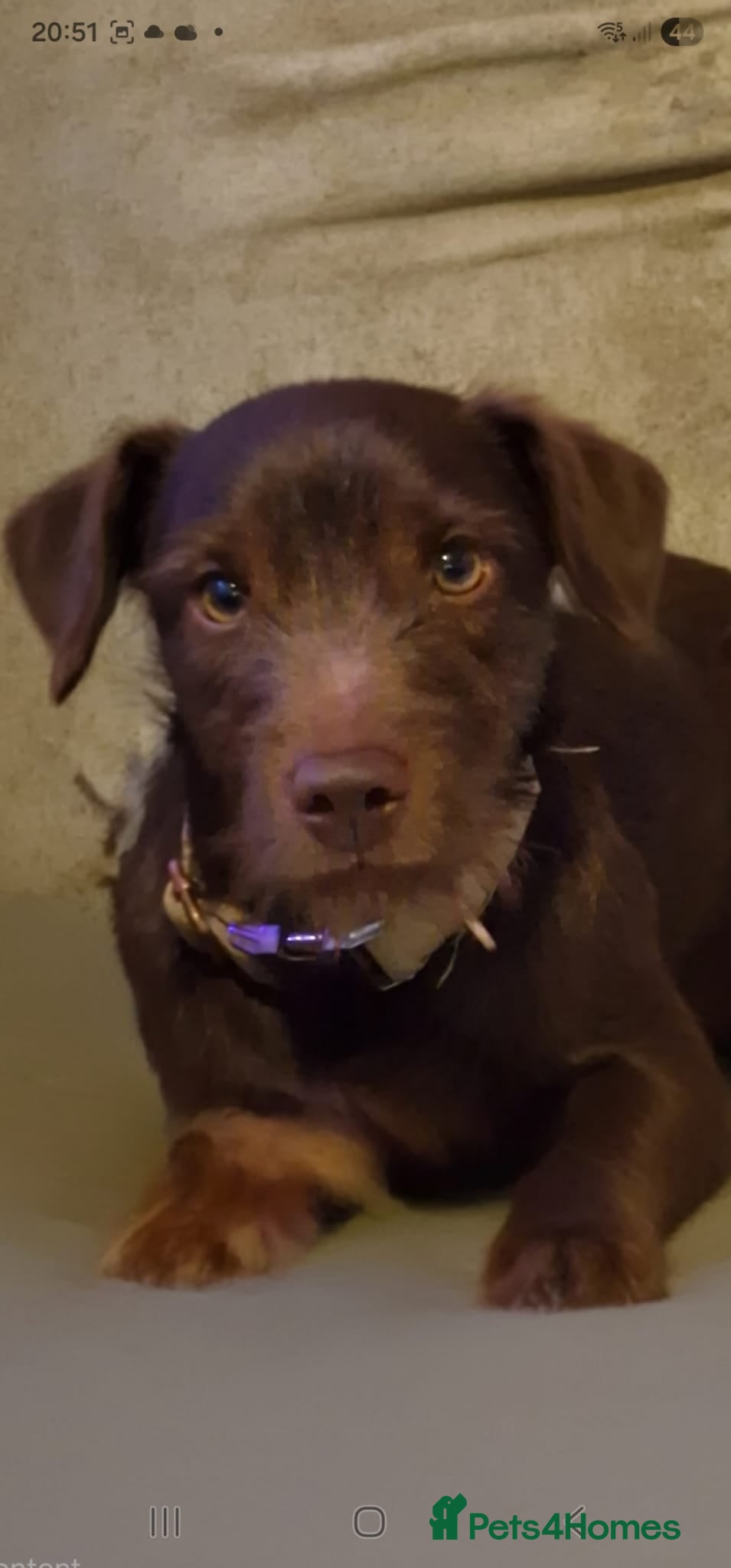 Patterdale Terrier dogs Chocolate Brown Patterdale Terrier for stud! - Advert 1