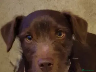 Patterdale Terrier dogs Chocolate Brown Patterdale Terrier for stud! - Advert 1