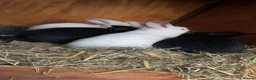 Mixed Breed rabbits for sale: New Zealand/Californian Cross - Advert 6