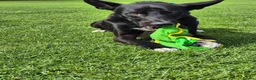 Mixed Breed dogs for adoption: Buddy - Advert 10