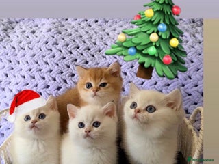 British Shorthair cats British Shorthair Kitten Golden Tipped Colourpoint - Advert 1