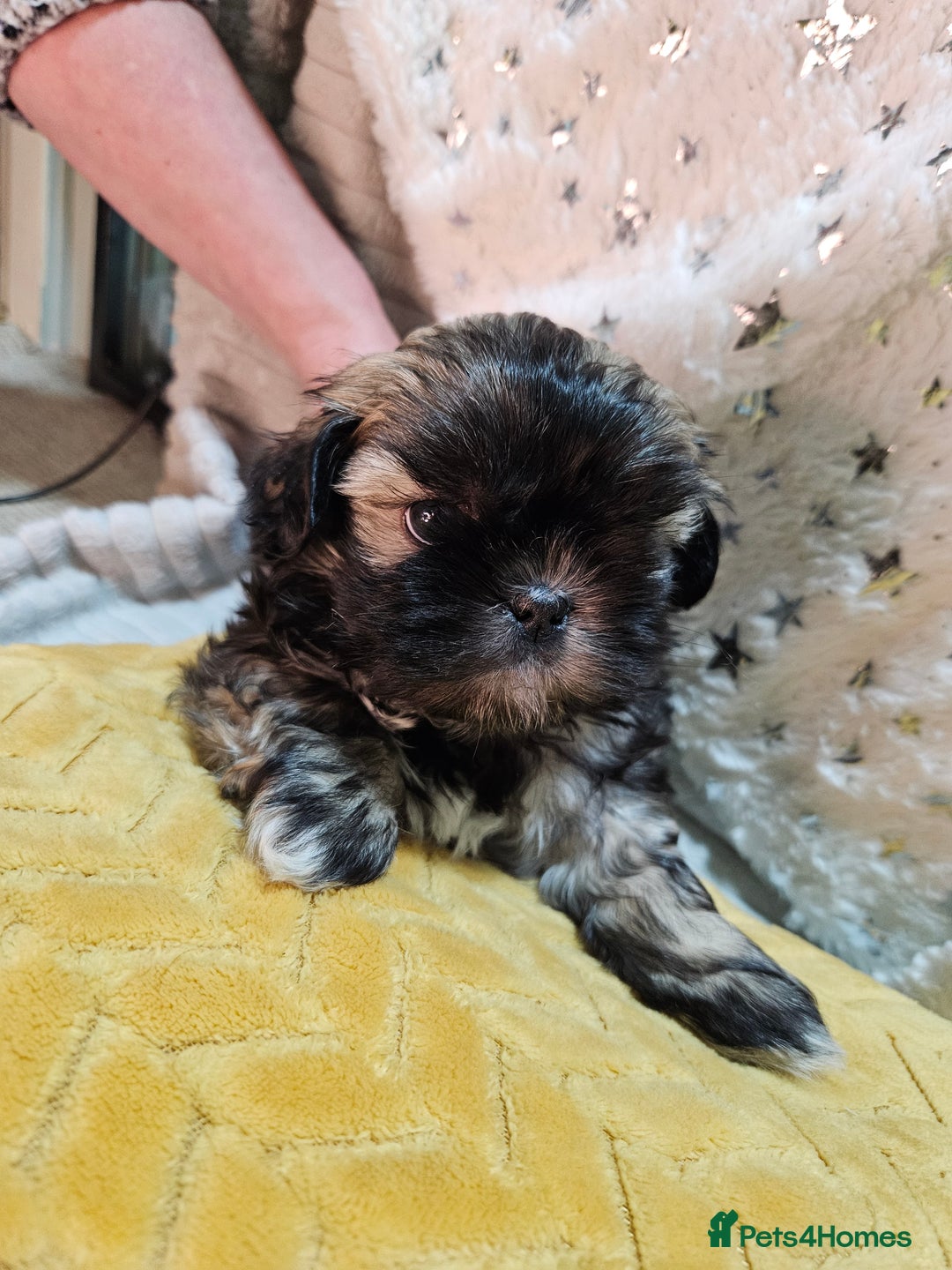 Shih Tzu dogs for sale: Adorable Shih I Puppies For Sale - 3 Boys & 1 Girl - Advert 5