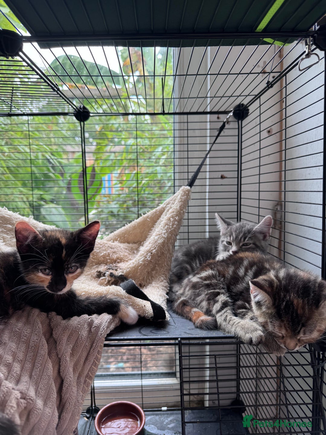 Bengal cats for sale: 11 Tortie, Tabby and Tuxedo Kittens - Image 7