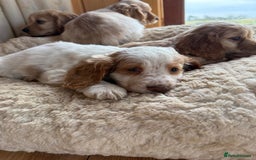 Cocker Spaniel dogs for sale: My pups🐾 fection show type cocker spaniel  - Advert 7