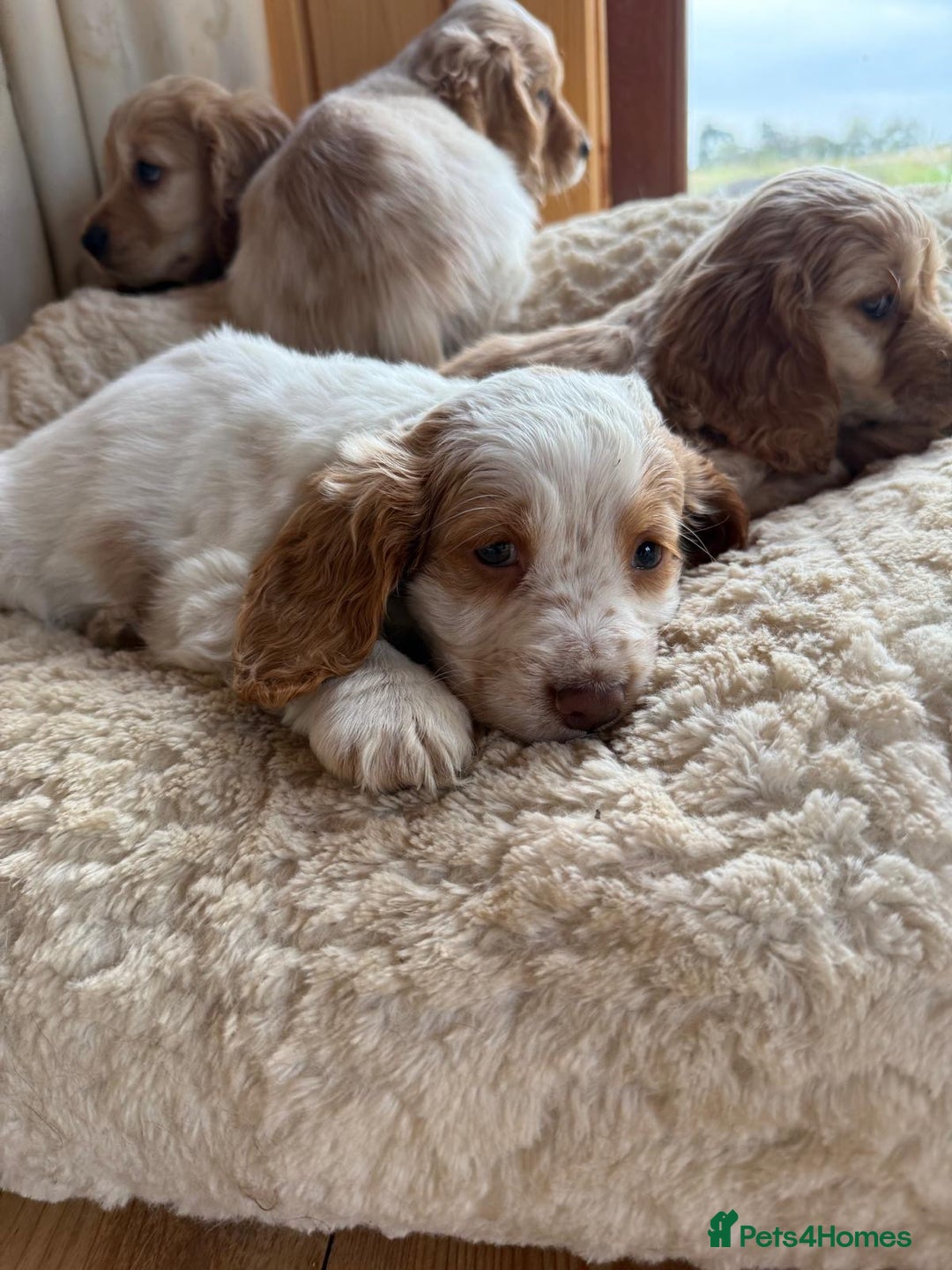 Cocker Spaniel dogs for sale: My pups🐾 fection show type cocker spaniel  - Advert 7