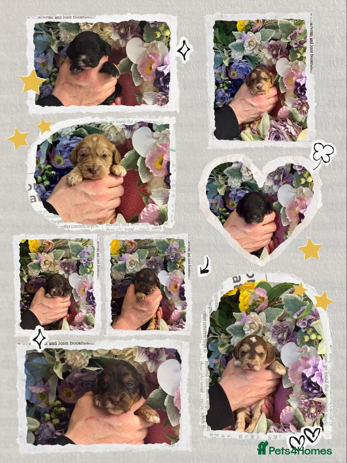 Cockapoo dogs 8 dna clear gorgeous Cockerpoo puppies  - Advert 1