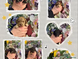 Cockapoo dogs 8 dna clear gorgeous Cockerpoo puppies - Advert 1