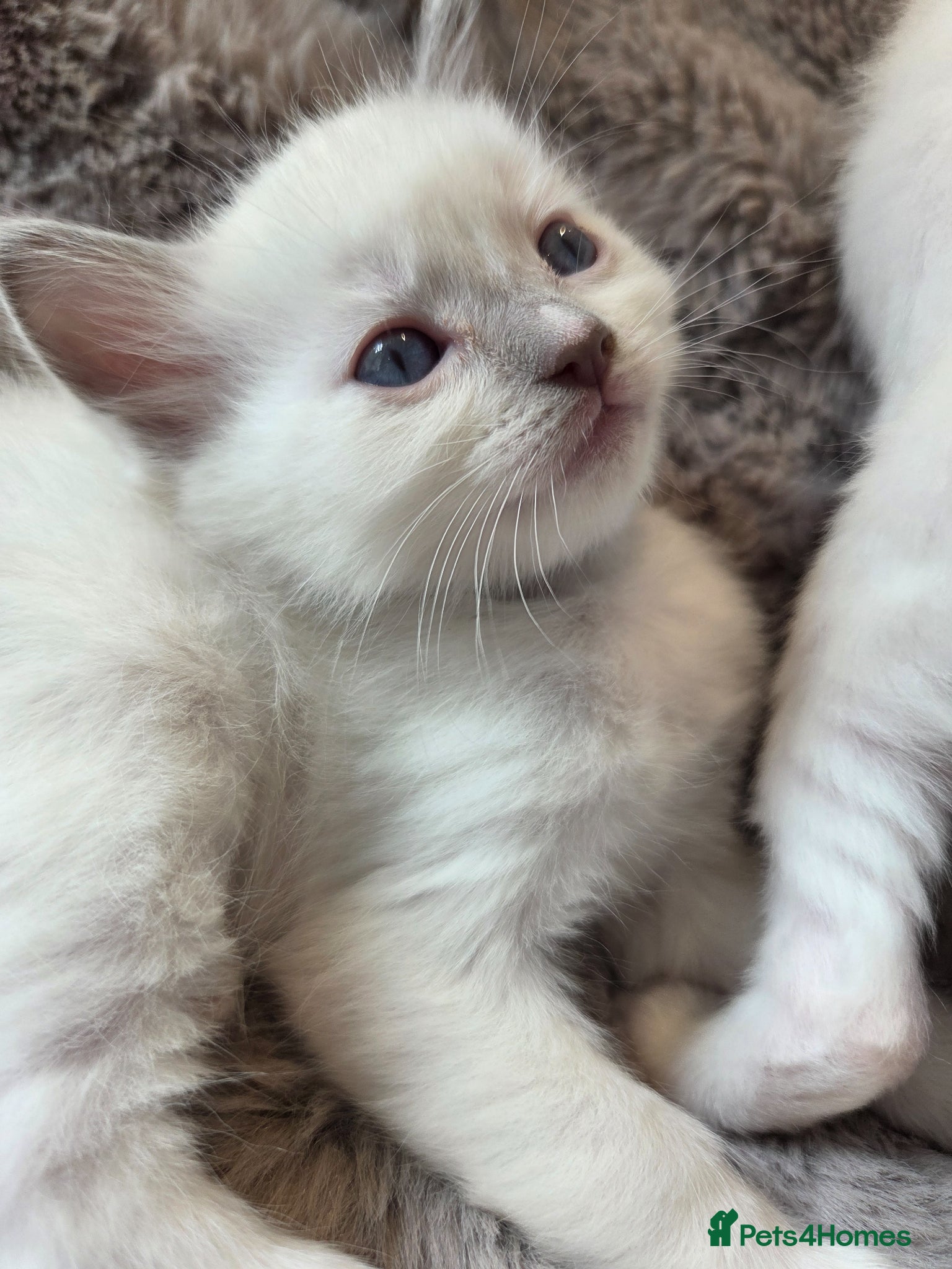 Ragdoll cats EXTENSIVELY TESTED LILAC&BLUE GCCF RAGDOLL KITTENS - Advert 2