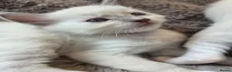 Ragdoll cats for sale:  🏆GCCF REG. EXTENSIVELY TESTED RAGDOLL KITTENS 🌟 - Advert 14