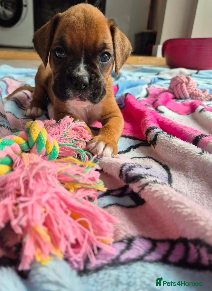 Boxer dogs Gorgeous Red Boxer puppies  Only 1 Girl left  - Advert 1