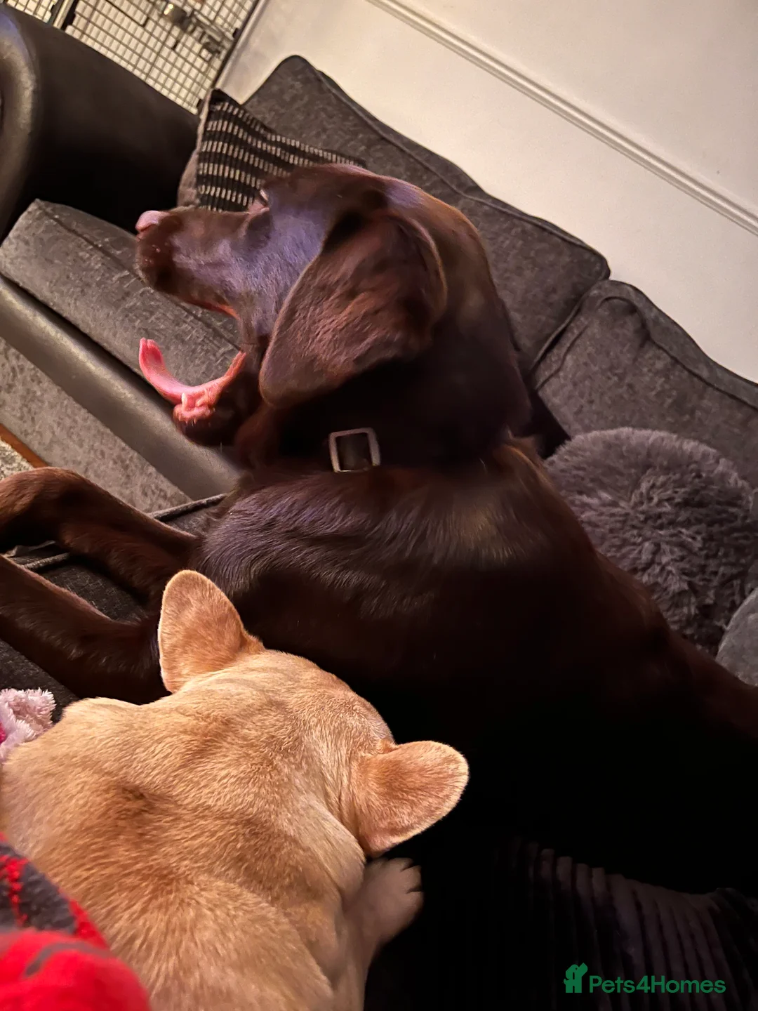 Labrador Retriever dogs for sale: 8 month male Labrador  - Advert 2