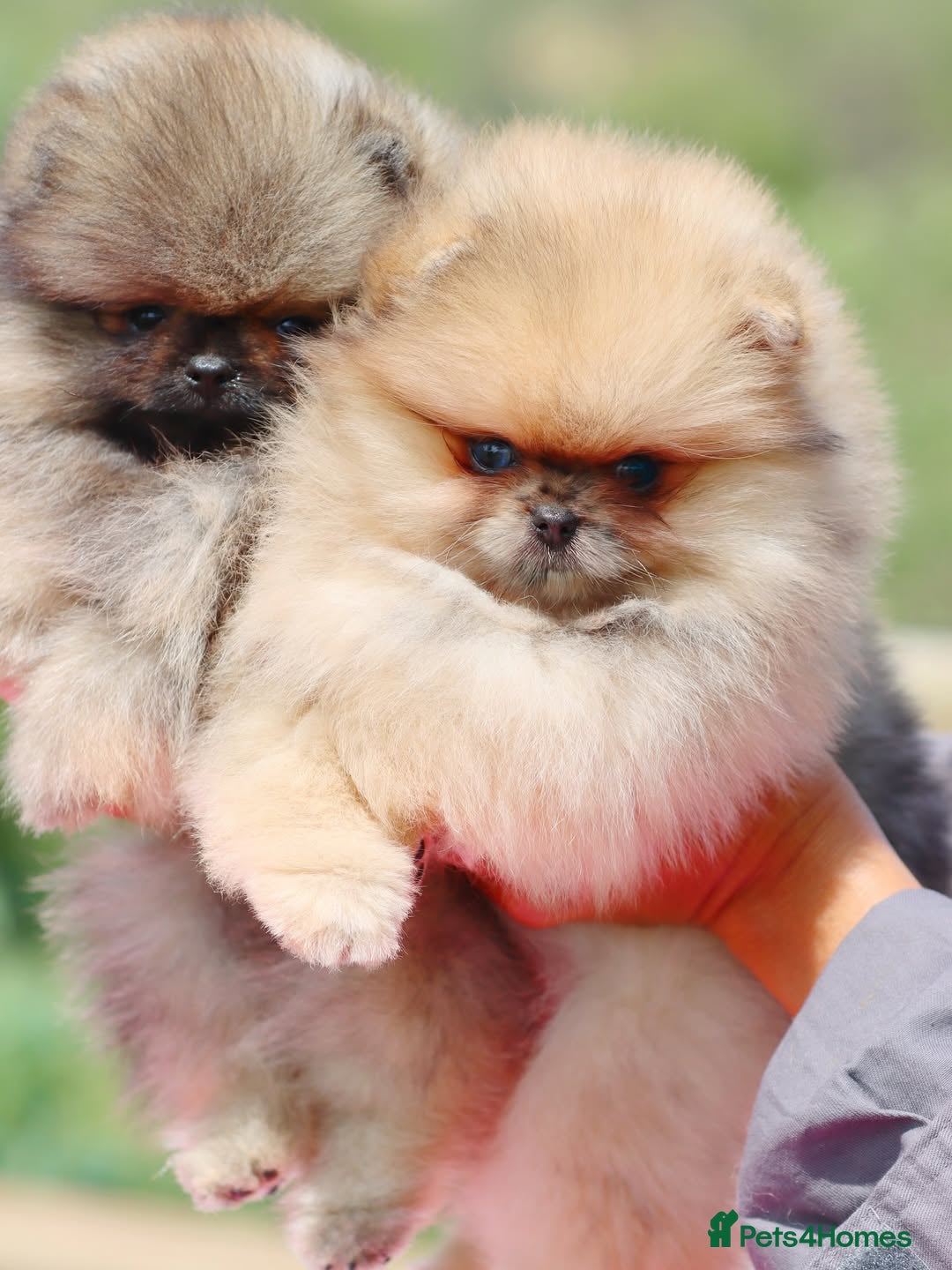 Pomeranian dogs for sale: Adorable Pomeranian Puppies Ready - Image 8