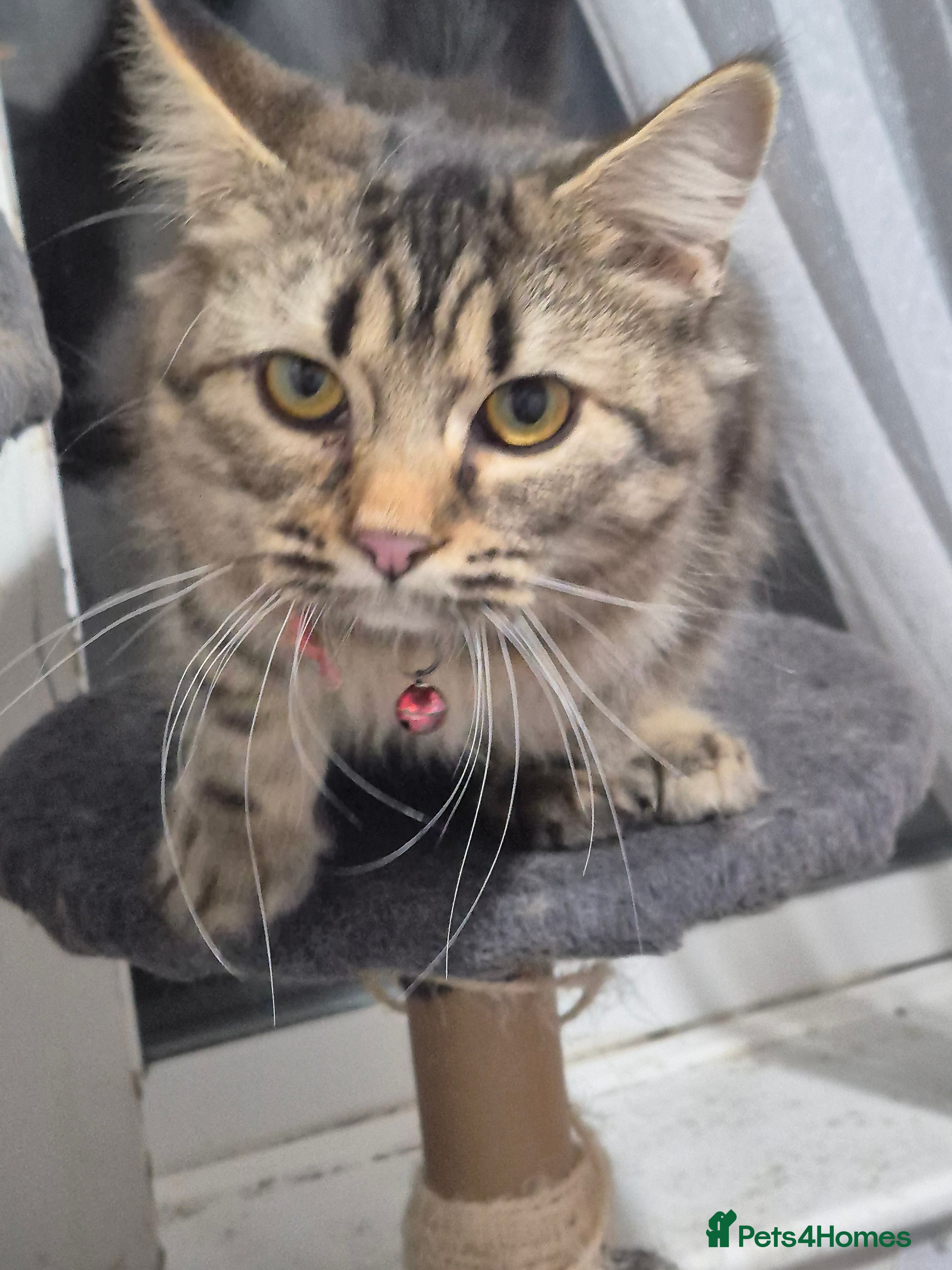 Bengal cats Beautiful Bengal X Maine Coon - Advert 3