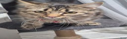 Bengal cats for sale: Beautiful Bengal X Maine Coon - Advert 1
