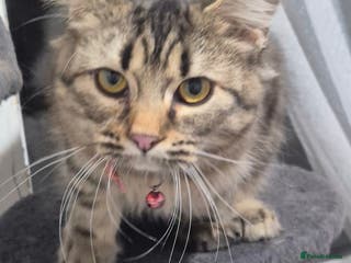 Bengal cats Beautiful Bengal X Maine Coon - Advert 3