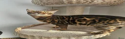 Bengal cats for sale: Beautiful Bengal Female Looking for a Loving Home - Advert 3