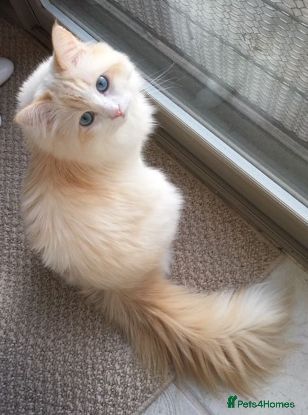 Ragdoll cats for sale: Beautiful Ragdoll ready to leave - Image 8