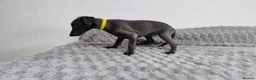 Whippet dogs for sale: (Solid) Blue Whippet KC Registered Puppies - Advert 13