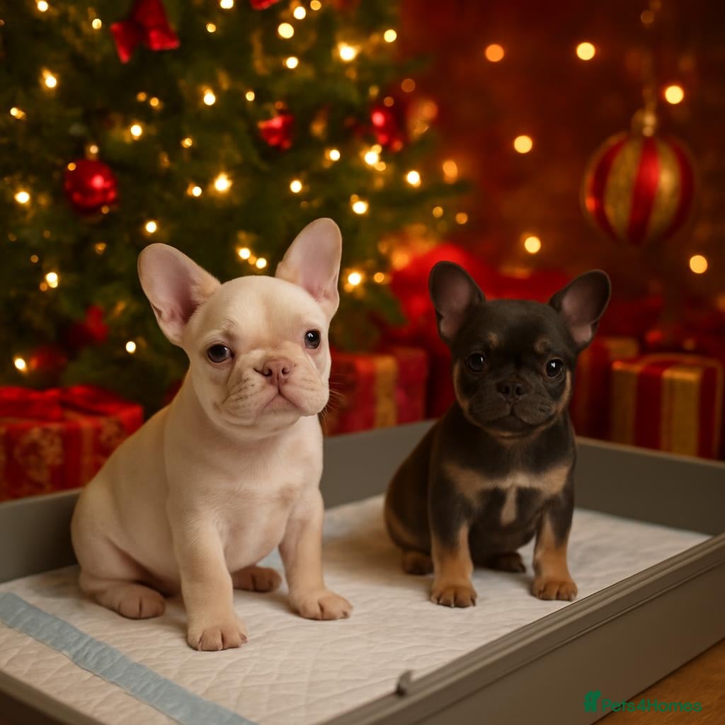 French Bulldog dogs PRICE DROP Beautiful Litter Of French Bulldogs - Advert 1