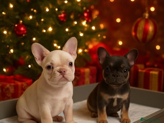 French Bulldog dogs PRICE DROP Beautiful Litter Of French Bulldogs - Advert 1