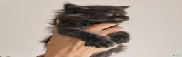 Maine Coon cats for sale: Outstanding pedigree mainecoons - Advert 7