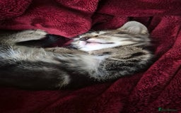 Mixed Breed cats for sale: Adorable 7 Mixed Breed Kittens 🐾 - Image 8