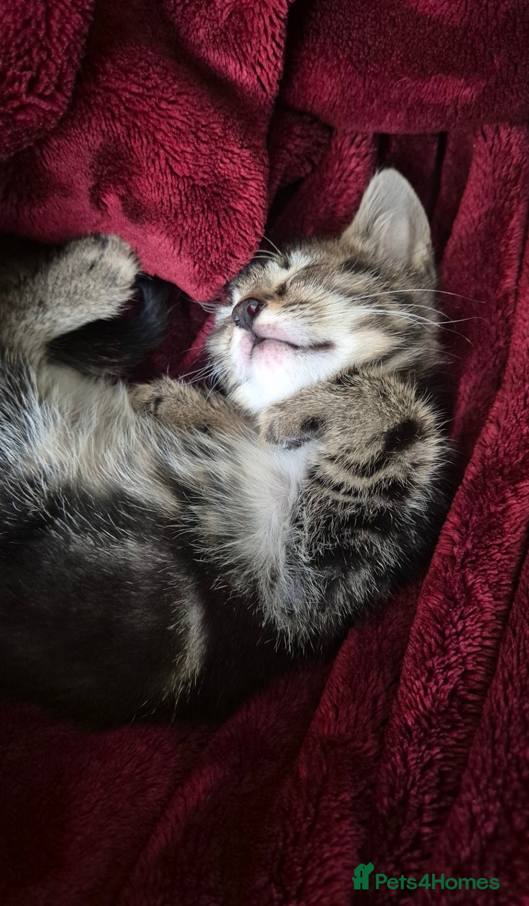 Mixed Breed cats for sale: Adorable 7 Mixed Breed Kittens 🐾 - Image 8