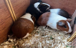 Guinea Pig rodents for sale: Dutch Sows/girls - Image 13