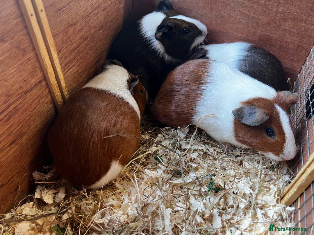 Guinea Pig rodents for sale: Dutch Sows/girls - Image 13