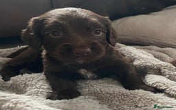 Sprocker dogs for sale: Adorable sprockers  - Image 2