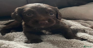 Sprocker dogs - Advert 11