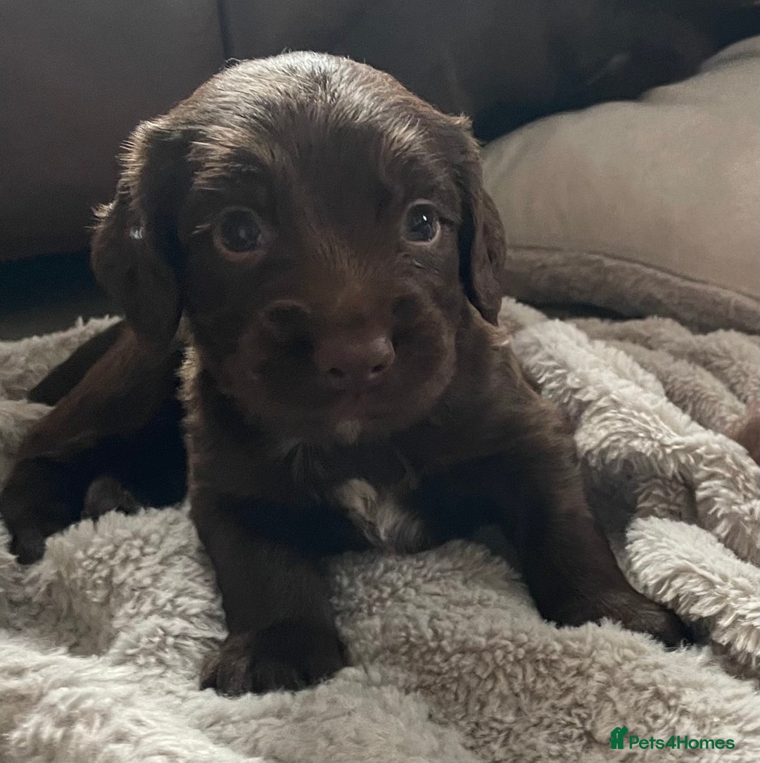 Sprocker dogs for sale: Adorable sprockers  - Image 2