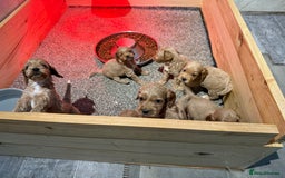 Cockapoo dogs for sale: Most extensively genetically health tested pups  - Image 10