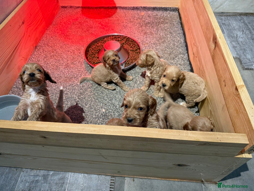 Cockapoo dogs for sale: Most extensively genetically health tested pups  - Image 10