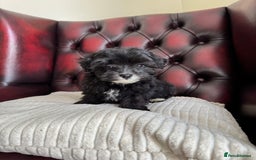 Maltipoo dogs for sale: Gorgeous tiny toy F1 Maltipoo puppies  - Image 7