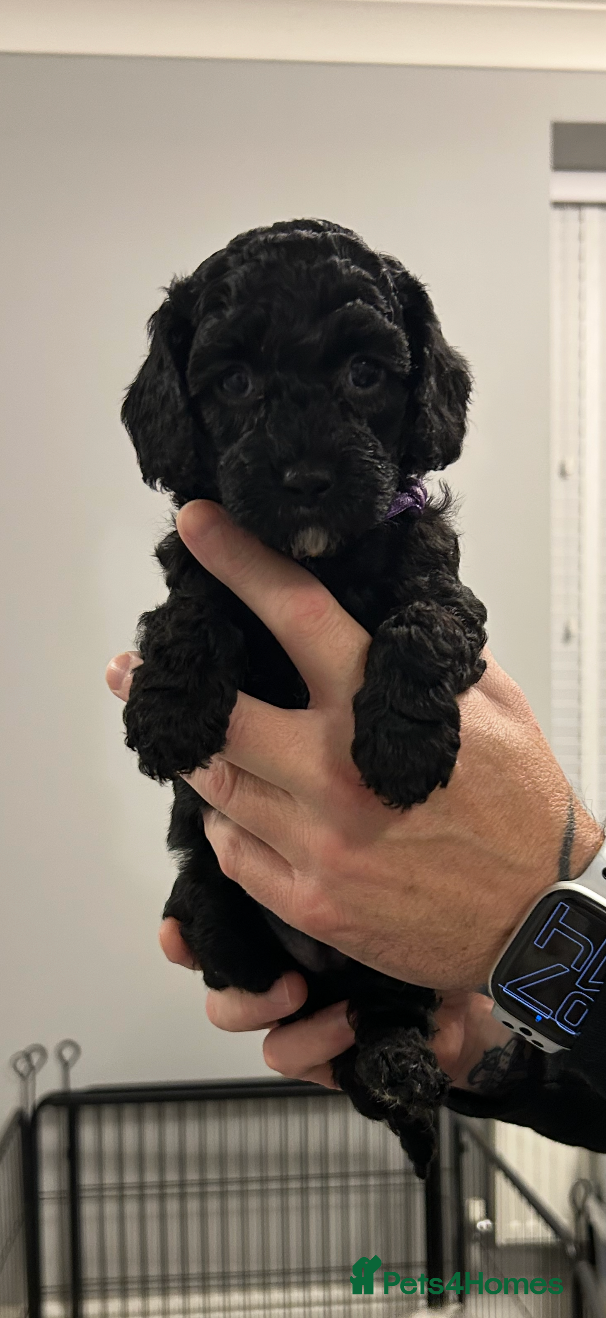 Cavapoo dogs Miniature CavaPoos - Advert 12