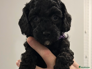 Cavapoo dogs Miniature CavaPoos - Advert 16