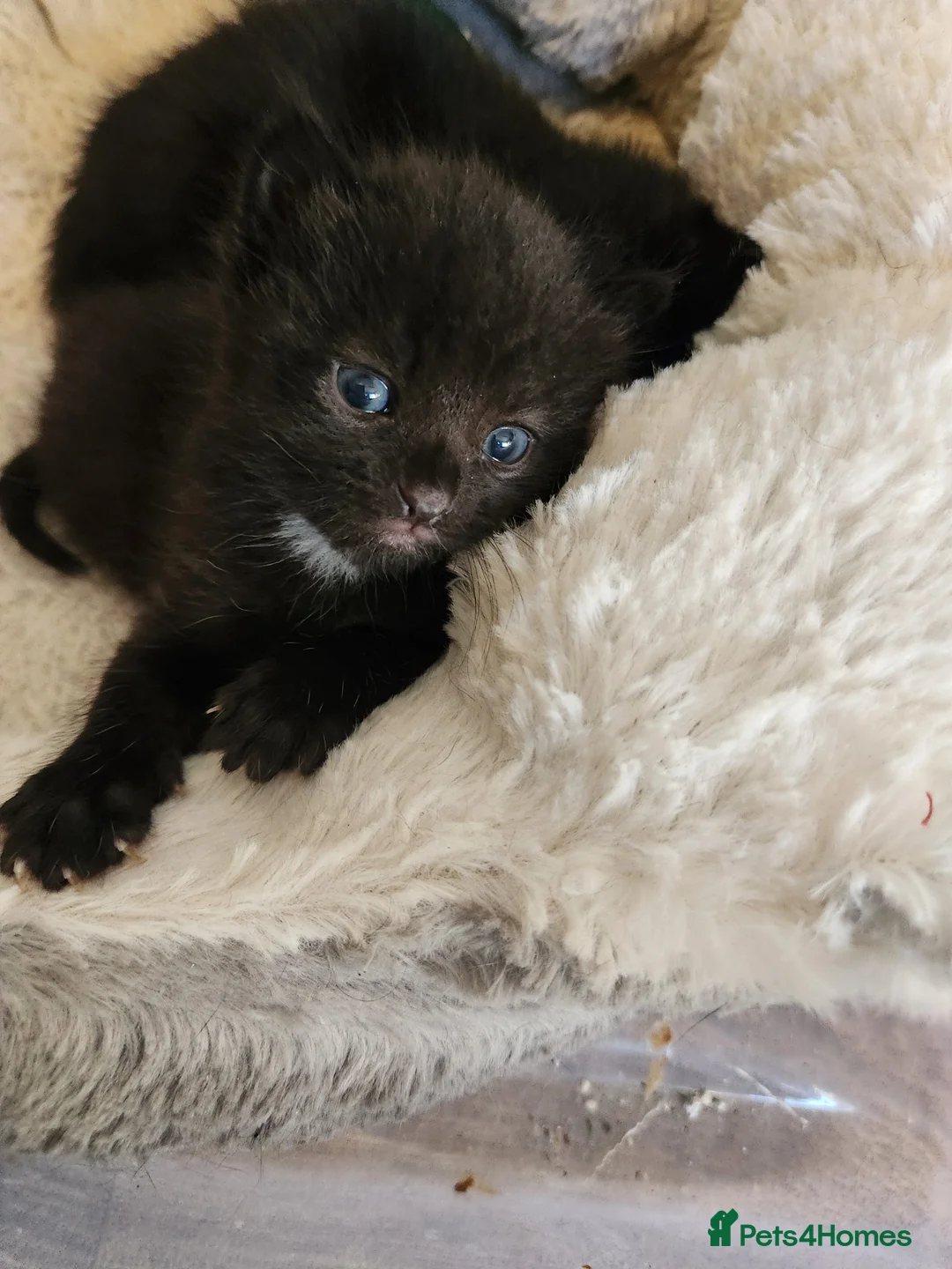 Mixed Breed cats for sale: 3 beautiful mixed breed kittens  - Advert 2